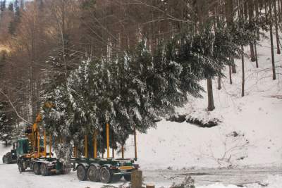 Blisko 15-metrowa jodła miała 60 lat, rosła w pięknej dolinie, trafiła na Franciszkańską