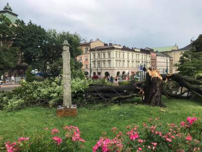 Sprzątanie po burzy: koło Światowida posadzą takie samo drzewo