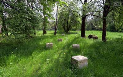 Szukają w Nowej Hucie wyjątkowego drzewa, "pobudza wyobraźnię"