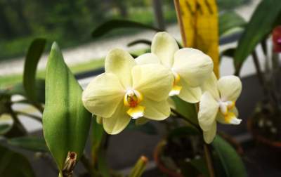 Ogród Botaniczny o tej porze pachnie najpiękniej... - zdjęcie 17