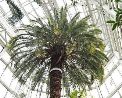 Ogród Botaniczny o tej porze pachnie najpiękniej... - zdjęcie 27