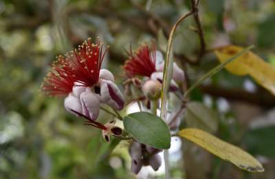 Ogród Botaniczny o tej porze pachnie najpiękniej... - zdjęcie 25