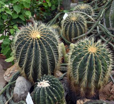 Ogród Botaniczny o tej porze pachnie najpiękniej... - zdjęcie 21