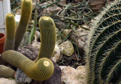 Ogród Botaniczny o tej porze pachnie najpiękniej... - zdjęcie 23