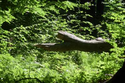 Nowy rezerwat niedaleko Krakowa: Góra Stołowa - zdjęcie 3