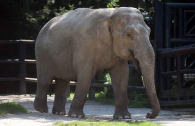 Baby i Citta świętowały w krakowskim ZOO. Uwięzione, ale szczęśliwe? - zdjęcie 9