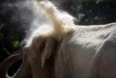 Baby i Citta świętowały w krakowskim ZOO. Uwięzione, ale szczęśliwe? - zdjęcie 5
