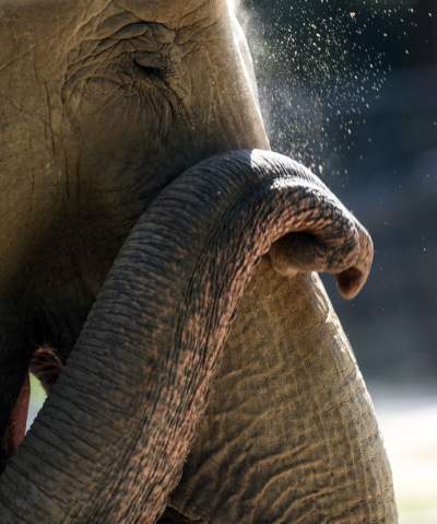 Baby i Citta świętowały w krakowskim ZOO. Uwięzione, ale szczęśliwe? - zdjęcie 2