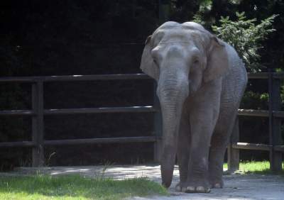 Baby i Citta świętowały w krakowskim ZOO. Uwięzione, ale szczęśliwe? - zdjęcie 7