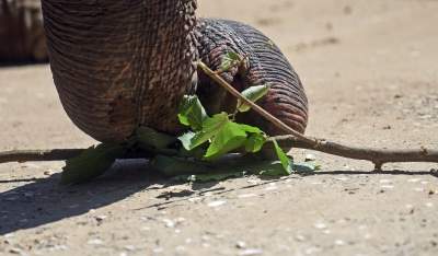 Baby i Citta świętowały w krakowskim ZOO. Uwięzione, ale szczęśliwe? - zdjęcie 23