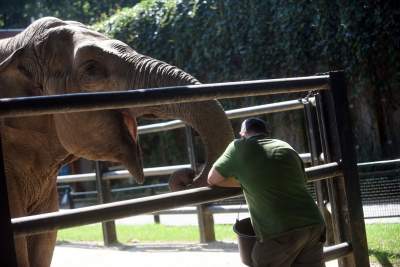 Baby i Citta świętowały w krakowskim ZOO. Uwięzione, ale szczęśliwe? - zdjęcie 17