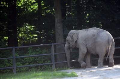 Baby i Citta świętowały w krakowskim ZOO. Uwięzione, ale szczęśliwe? - zdjęcie 4