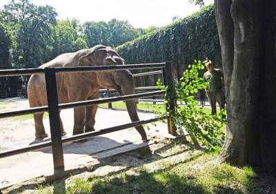 Baby i Citta świętowały w krakowskim ZOO. Uwięzione, ale szczęśliwe? - zdjęcie 22