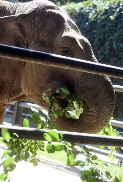 Baby i Citta świętowały w krakowskim ZOO. Uwięzione, ale szczęśliwe? - zdjęcie 21