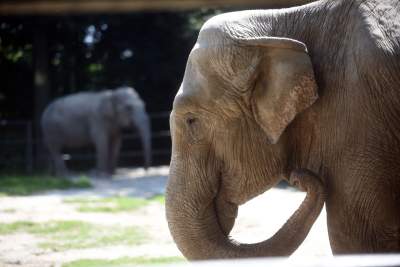 Baby i Citta świętowały w krakowskim ZOO. Uwięzione, ale szczęśliwe? - zdjęcie 6