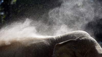 Baby i Citta świętowały w krakowskim ZOO. Uwięzione, ale szczęśliwe? - zdjęcie 24