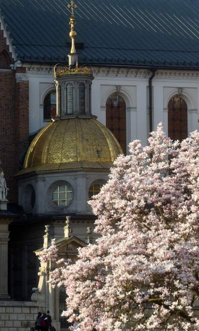 Najchętniej fotografowane magnolie w Krakowie. Przyciągają tłumy - zdjęcie 7