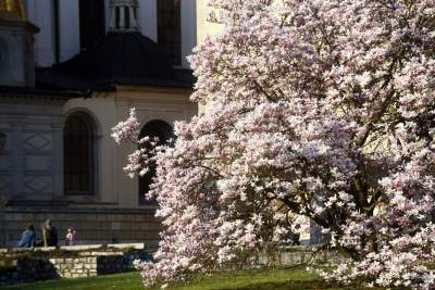 Najchętniej fotografowane magnolie w Krakowie. Przyciągają tłumy - zdjęcie 6