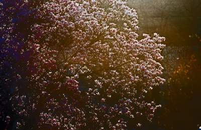 Najchętniej fotografowane magnolie w Krakowie. Przyciągają tłumy - zdjęcie 28