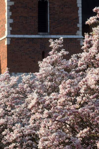 Najchętniej fotografowane magnolie w Krakowie. Przyciągają tłumy - zdjęcie 11