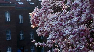 Najchętniej fotografowane magnolie w Krakowie. Przyciągają tłumy - zdjęcie 25