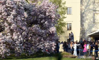 Najchętniej fotografowane magnolie w Krakowie. Przyciągają tłumy - zdjęcie 5