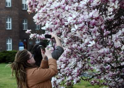 Najchętniej fotografowane magnolie w Krakowie. Przyciągają tłumy - zdjęcie 1
