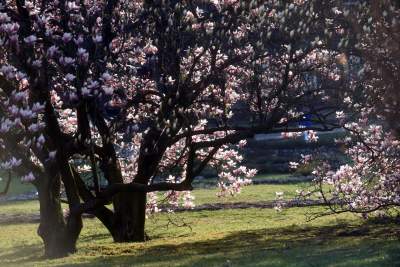 Najchętniej fotografowane magnolie w Krakowie. Przyciągają tłumy - zdjęcie 27