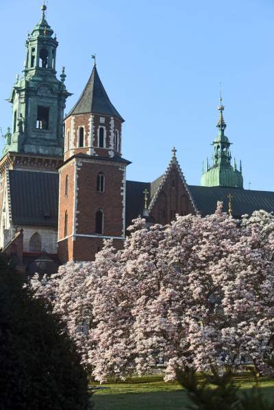 Najchętniej fotografowane magnolie w Krakowie. Przyciągają tłumy - zdjęcie 12