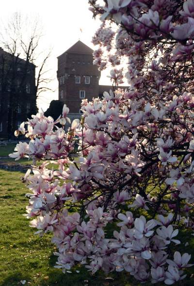 Najchętniej fotografowane magnolie w Krakowie. Przyciągają tłumy - zdjęcie 19