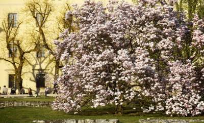Najchętniej fotografowane magnolie w Krakowie. Przyciągają tłumy - zdjęcie 4