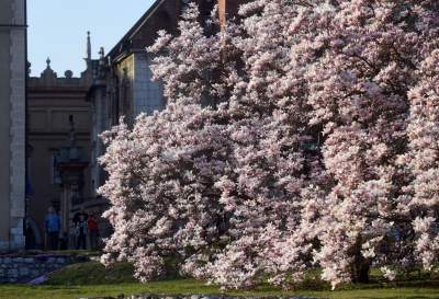 Najchętniej fotografowane magnolie w Krakowie. Przyciągają tłumy - zdjęcie 13