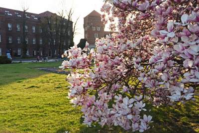 Najchętniej fotografowane magnolie w Krakowie. Przyciągają tłumy - zdjęcie 20