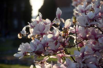 Najchętniej fotografowane magnolie w Krakowie. Przyciągają tłumy - zdjęcie 21