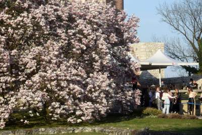 Najchętniej fotografowane magnolie w Krakowie. Przyciągają tłumy - zdjęcie 3