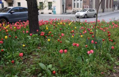 Wiosna na jednym z najważniejszych dziś skwerów w Krakowie - zdjęcie 2