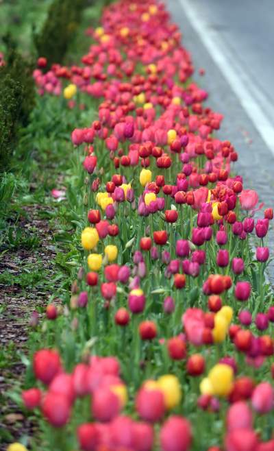 Wiosna na jednym z najważniejszych dziś skwerów w Krakowie - zdjęcie 15