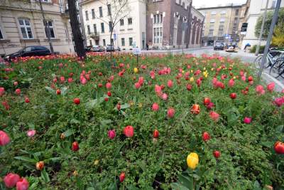 Wiosna na jednym z najważniejszych dziś skwerów w Krakowie - zdjęcie 1
