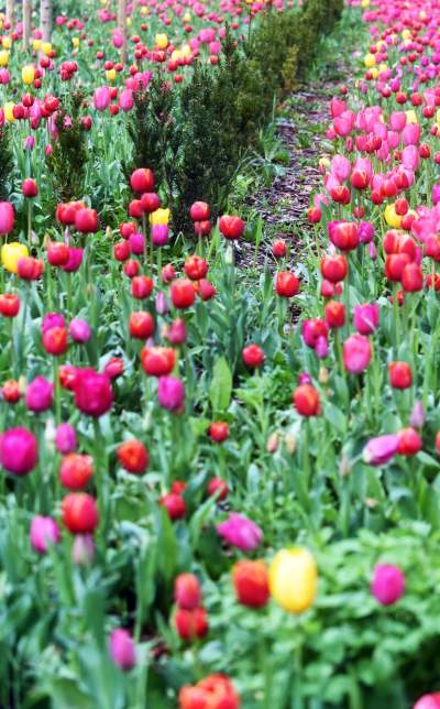 Wiosna na jednym z najważniejszych dziś skwerów w Krakowie - zdjęcie 16