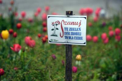 Wiosna na jednym z najważniejszych dziś skwerów w Krakowie - zdjęcie 6