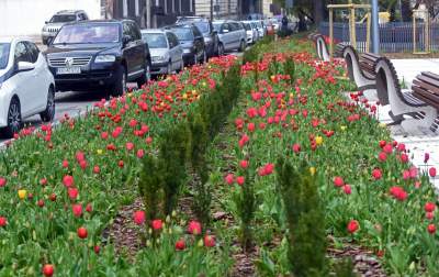 Wiosna na jednym z najważniejszych dziś skwerów w Krakowie - zdjęcie 18