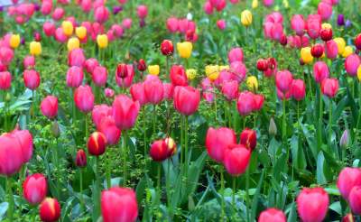 Wiosna na jednym z najważniejszych dziś skwerów w Krakowie - zdjęcie 10