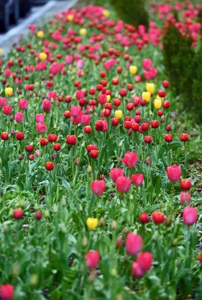 Wiosna na jednym z najważniejszych dziś skwerów w Krakowie - zdjęcie 17