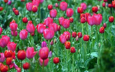 Wiosna na jednym z najważniejszych dziś skwerów w Krakowie - zdjęcie 20