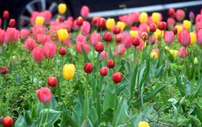 Wiosna na jednym z najważniejszych dziś skwerów w Krakowie - zdjęcie 3