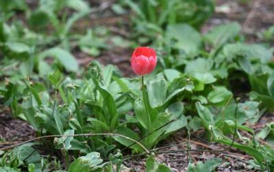 Wiosna na jednym z najważniejszych dziś skwerów w Krakowie - zdjęcie 13
