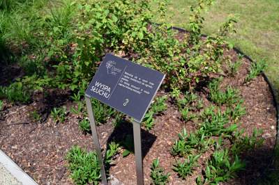 Ogród, który leczy. Działa na wszystkie zmysły - zdjęcie 14