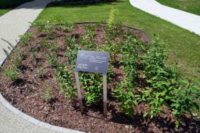 Ogród, który leczy. Działa na wszystkie zmysły - zdjęcie 8