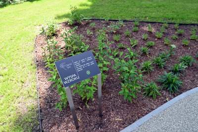 Ogród, który leczy. Działa na wszystkie zmysły - zdjęcie 10