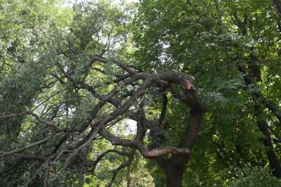 Wielkie sprzątanie po sobotniej nawałnicy, fot. Marek Lasyk - zdjęcie 21